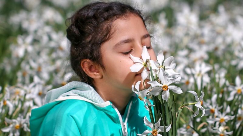 A que se deve a perda de olfato e qual é seu impacto emocional?